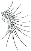 Larvy: Gyrinidae, Haliplidae LG2.5 LG2.6 LG2.7 čeleď Haliplidae plavčíkovití 1. Zadeček tvořen 9 články. Tělní články na dorsální straně s nápadně dlouhými vláknitými přívěsky (obr. LHA1.1).