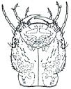Larvy: Dytiscidae LD2.1 - Dva poslední zadečkové články nanejvýš s ojedinělými laterálními štětinami (obr. LD2.2)...3 LD2.2 3. Na spáncích 3-5 dlouhých trnů (obr. LD3.1).