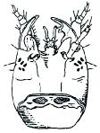 Larvy: Hydrophilidae LH2.1 LH2.2 LH2.3 - Nohy dobře vyvinuty, vždy s drápky (obr. LH2.4). Jednotlivá očka od sebe viditelně oddělená (obr. LH2.5)...3 LH2.4 LH2.5 3. 1.-7.