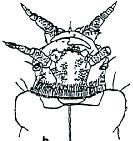 Larvy: Hydrophilidae 6. Tělní články s výjimkou předohrudi s nápadnými kuželovitými výběžky po stranách (obr. LH6.1). Přední okraj štítu s pásem z dlouhých špičatých štětin (obr. LH6.2)...Crenitis LH6.