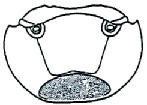 Larvy: Hydrophilidae - Submentum s drobnými trny pouze v bazální části (obr. LH11.4). Střední výběžek na předním okraji klypea s více jak 6 zoubky (obr. LH11.5).
