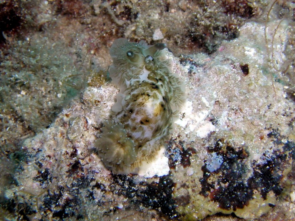 Nudibranchia: Doridina: