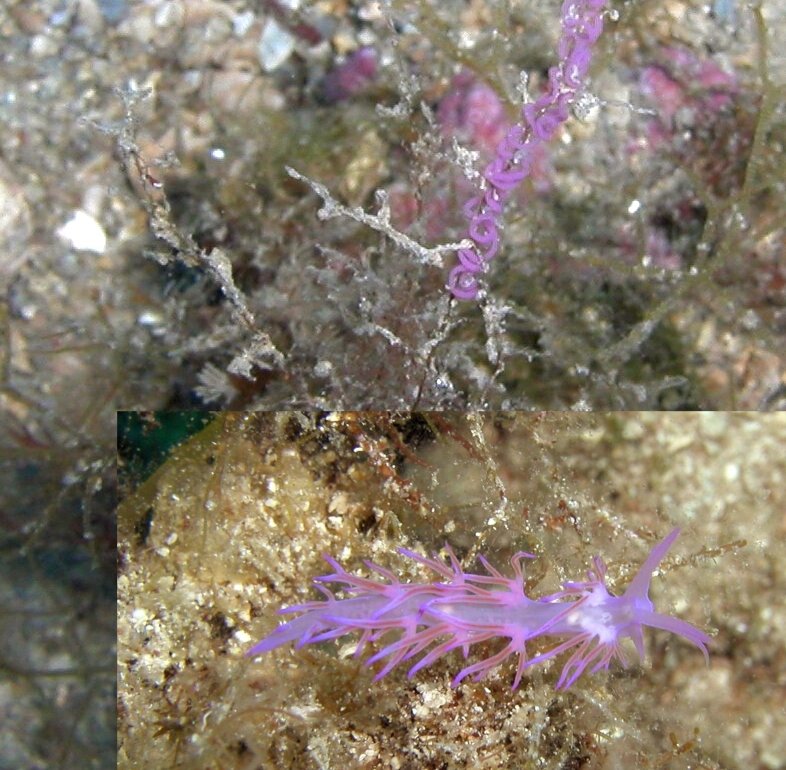 Nudibranchia: Aeolidina: