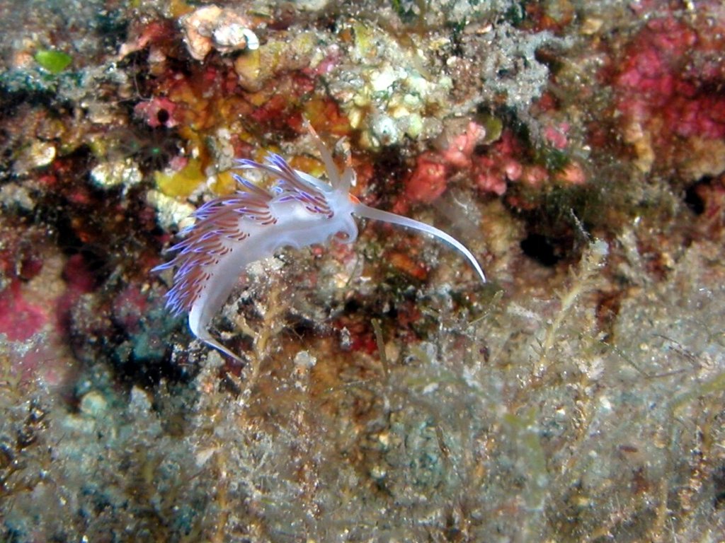 Nudibranchia: Aeolidina: