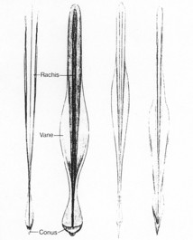 Cephalopoda hlavonožci - asi 750 druhů, v Jadranu 23 - útrobní vak, nálevka, 8 ramen,