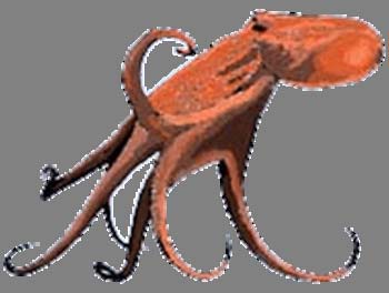 Cephalopoda hlavonožci 3 podtřídy v Mediteránu pouze zástupci Podtřídy