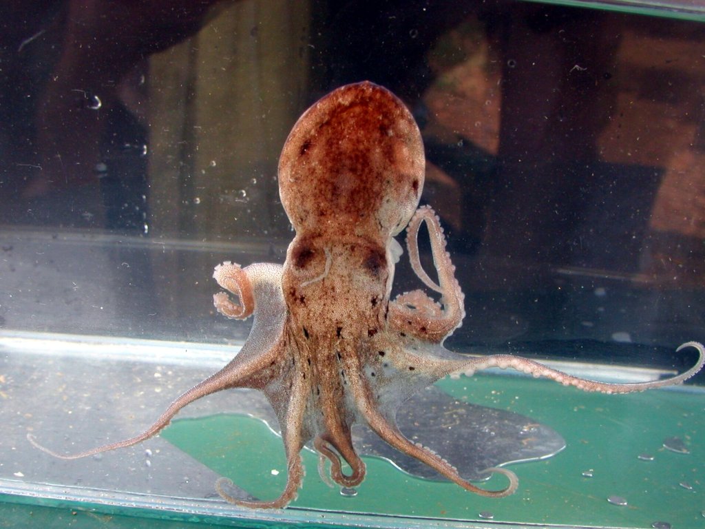 Octopida: