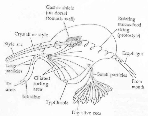 Trávicí soustava: - s vyjímkou Septibranchiátních filtrátoři - suspendované částice detritu proudem a pomocí labiálních palp z plášťové dutiny do úst - pak do krátkého