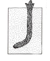 Caudofoveata (Chaetodermomorpha) - ryjící omnivoři pomocí hydroskeletu peristaltikou (smrští se až o 50%) - kosmopolitně rozšíření - 6