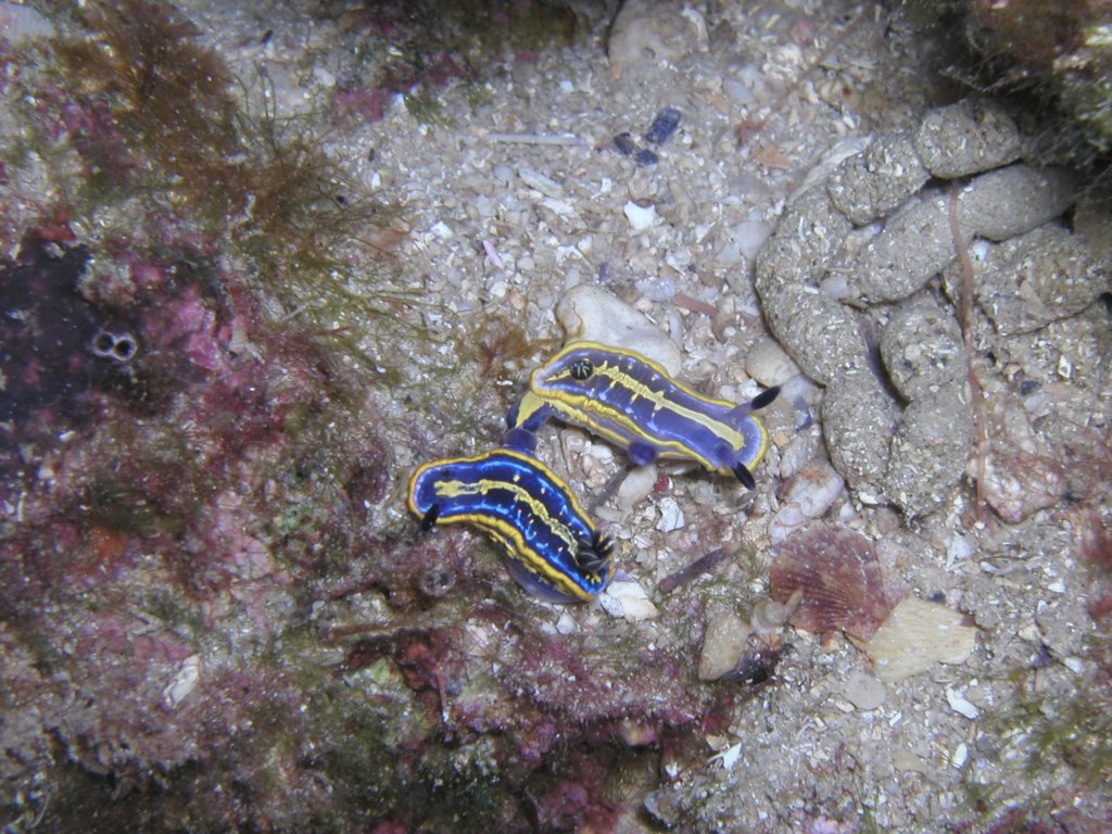 Nudibranchia.