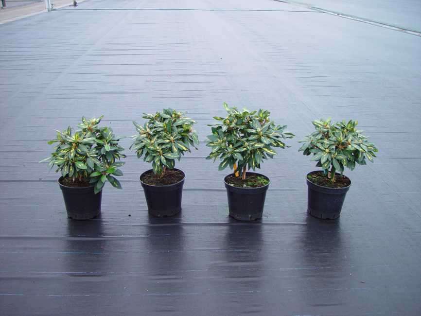 Nutricote Trials-2003 Germany Nutricote Total. Fig. 3: Rhododendron at Nov. 17th, 2003, from left: 2.