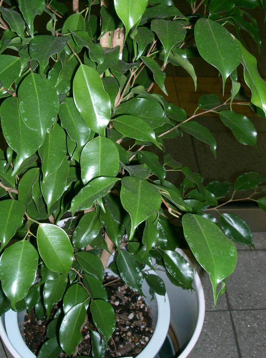 FICUS BENJAMINA NÁROKY NA PĚSTOVÁNÍ: světlé