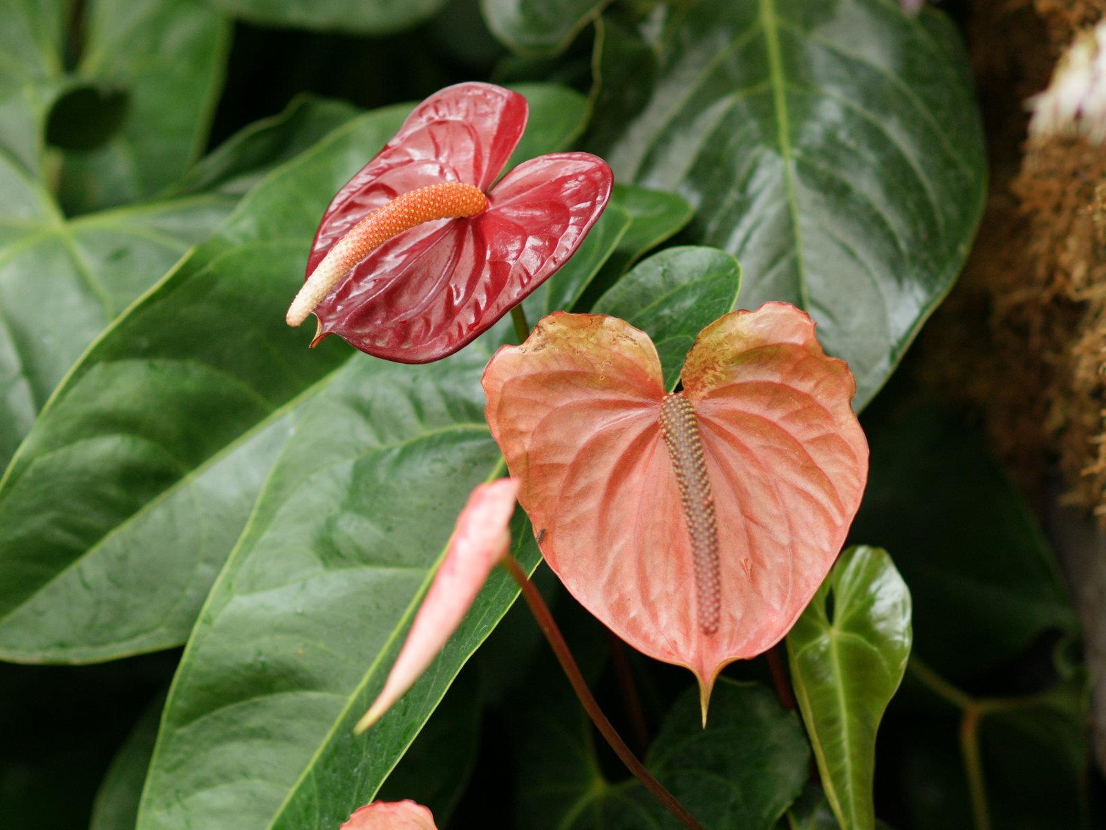 ANTHURIUM = TOULITKA NÁROKY NA PĚSTOVÁNÍ: stálá teplota okolo 20 až 25 C,