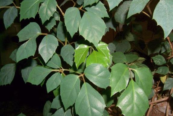 ŽUMEN - CISSUS RHOMBIFOLIA NÁROKY NA PĚSTOVÁNÍ: světlé stanoviště bez přímého