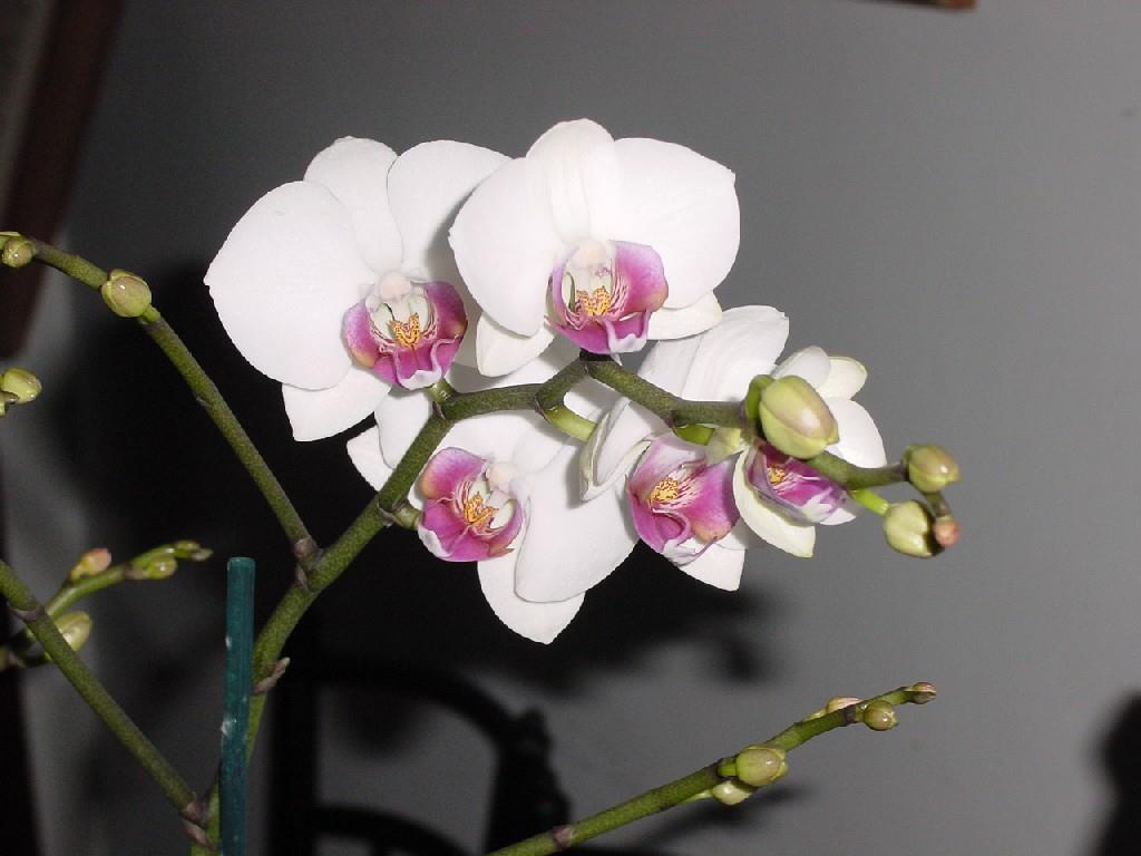 PHALAENOPSIS NÁROKY NA PĚSTOVÁNÍ: teplota 20 26 ⁰C, světlé stanoviště, vysoká