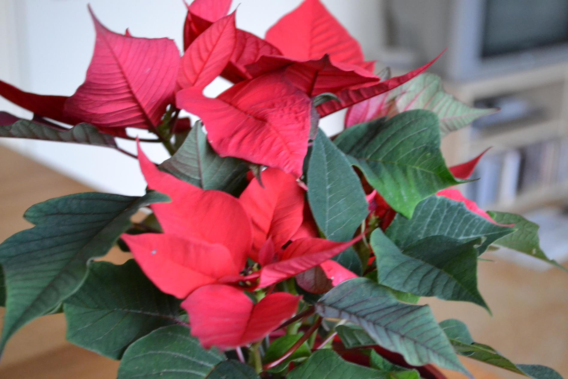 VÁNOČNÍ HVĚZDA - poinsettia NÁROKY NA PĚSTOVÁNÍ: jasné