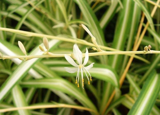 Chlorophytum comosum - ZELENEC CHOCHOLATÝ NÁROKY NA