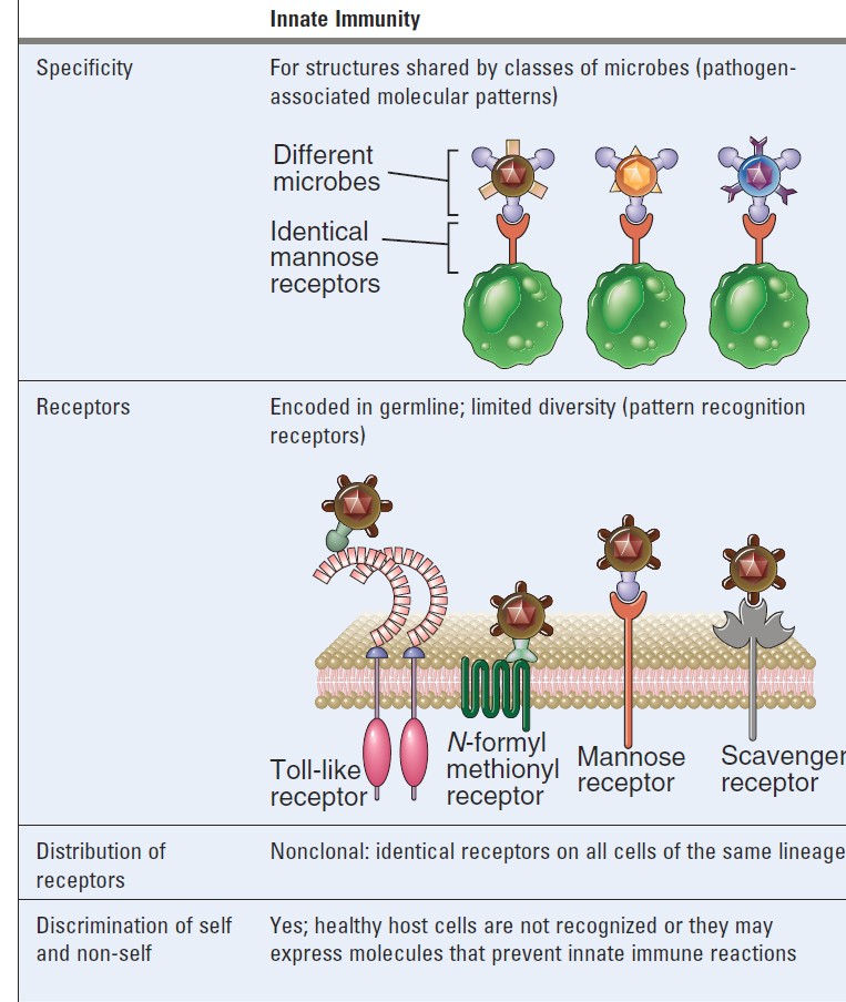 PRR- Pattern Recognition Receptors Elsevier 2012.