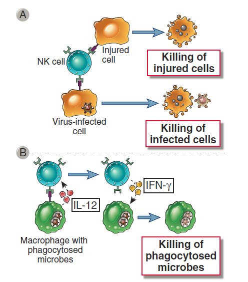 Funkce NK buněk Elsevier 2012.
