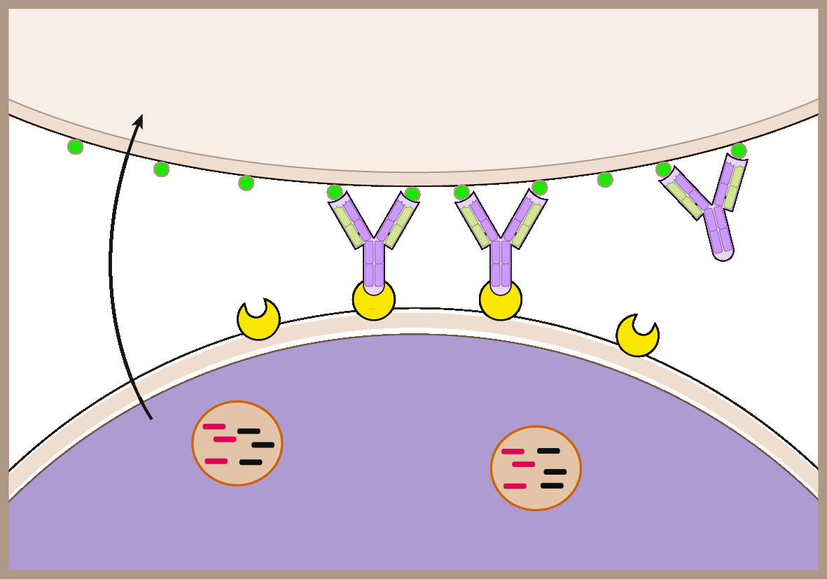 Antibody dependent cellular cytotoxicity (ADCC)