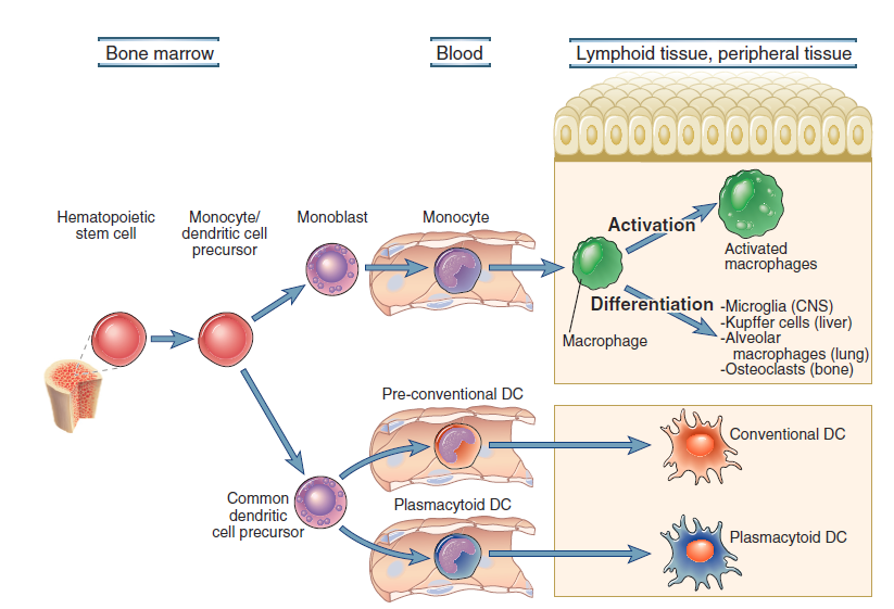 Buňky imunitního systému monocyty, makrofágy, dendritické buňky Elsevier 2012.