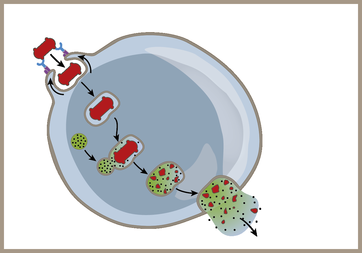 Fagocytóza Adherence fagocytované čáetice k membráně fagocytující buňky Tvorba psudopodií, které postupně obalují fagocytovanou částici Tvorba fagosomu Lysosom