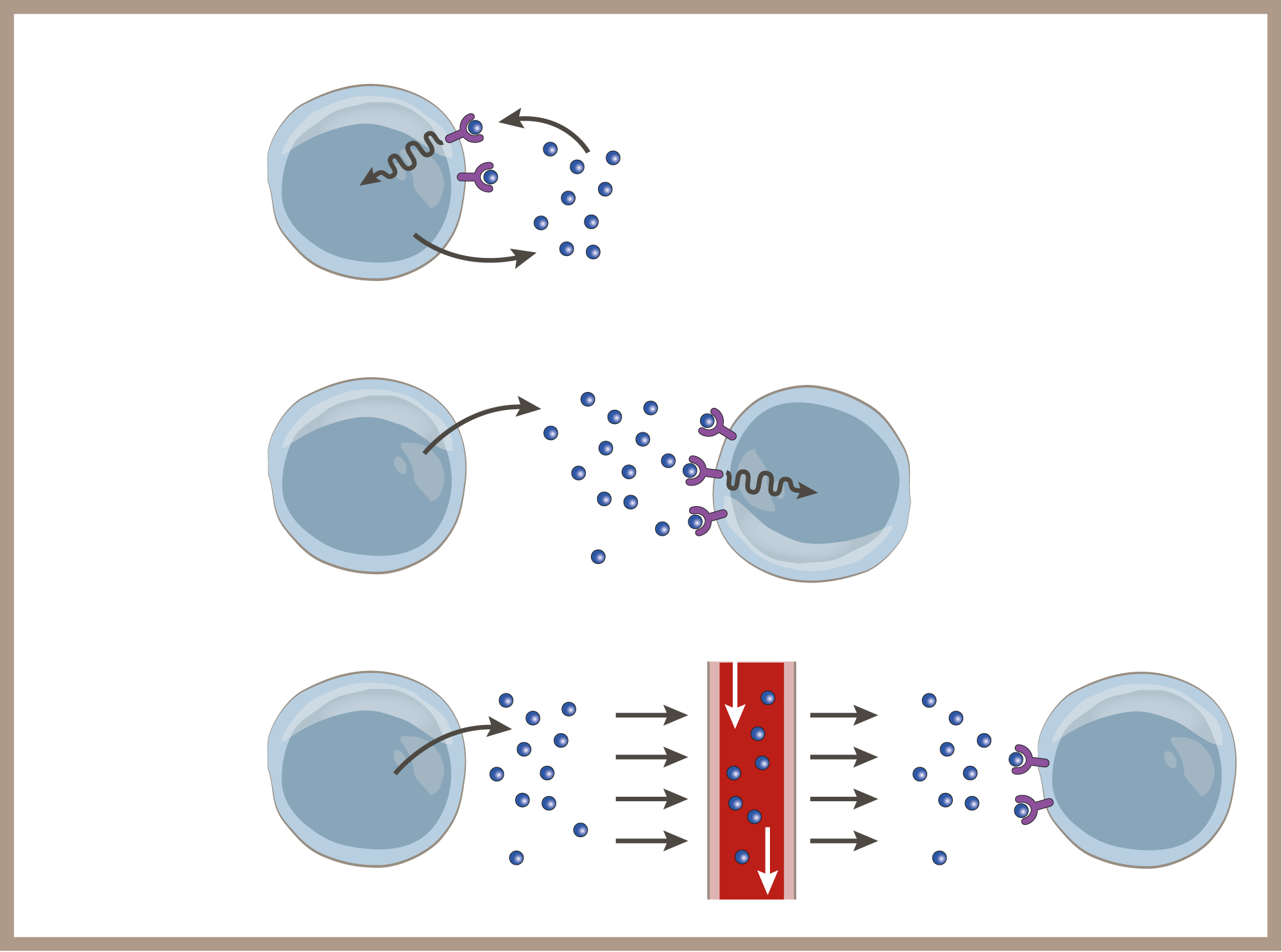 Schéma typů působení cytokinů na druhé buňky Signál Receptor