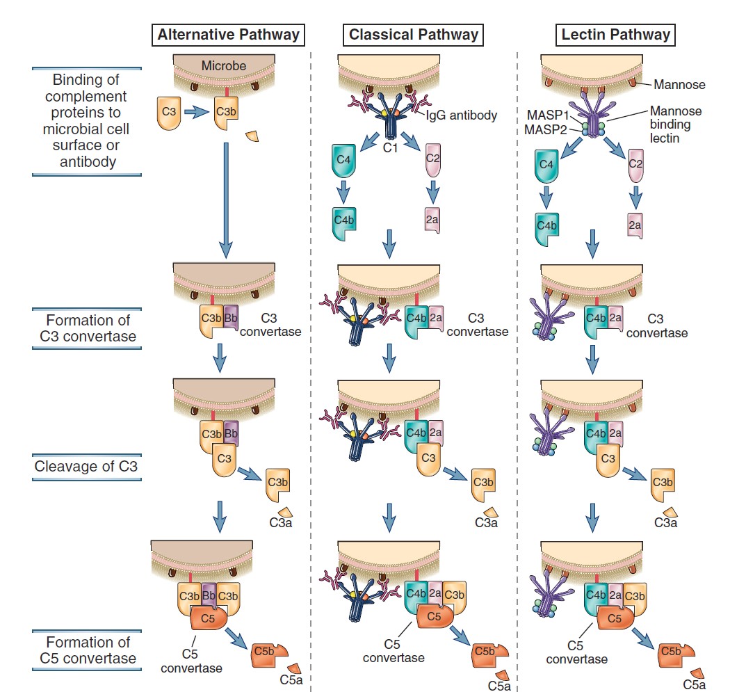 Aktivace komplementového systému membranolytický komplex Elsevier 2012.