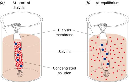 Dialýza Difuse nízkomolekulárních látek přes membránu vyšší koncentrace nižší koncentrace Použití: odstraňování (výměna) nízkomolekulárních látek (odsolování, výměna pufru) koncentrační gradient