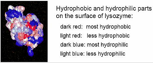 Chromatografie s hydrofobní interakcí Hydrofobní interakce Makromolekuly - hydrofobní skupiny (na povrchu nebo zanořené vkapsách) Zcela