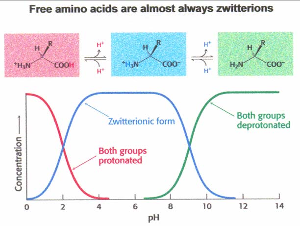 Proteiny amfolyty ph 4-8 aminokyselin jako amfionty - na povrchu