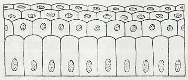 Epitely podle počtu vrstev jednovrstevný epitel -buňky uložené