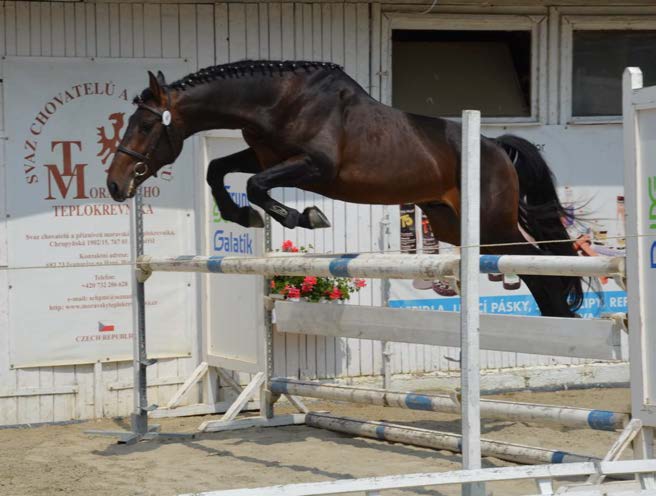dobrým charakterem. Syn 81/141 Przedswit VI MT-4/Svatopluk v roce 2015 úspěšně absolvoval předvýběr i závěrečnou sedlovou zkoušku hřebců do PK MT.