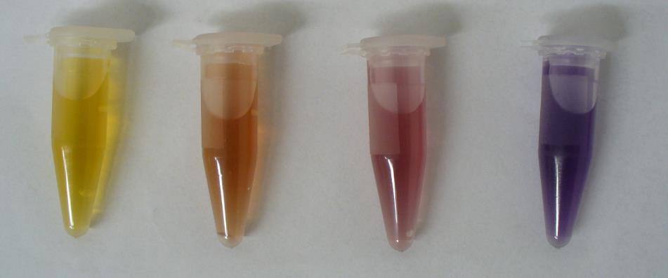 3.2 Charakterizace koloidů zlata a stříbra Koloidní roztoky NPs byly charakterizovány zejména pomocí UV-VIS absorpční spekstroskopie. Byly také získány SEM snímky některých vzorků.