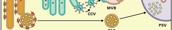 Transport do PSV: Transport do vakuol -Není znám univerzální signál/receptor -PSV obsahují především zásobní proteiny, agregace během jejich syntézy v ER a GA