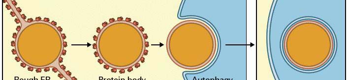 Doprava proteinových tělísek do PSV autofágií Globulinové