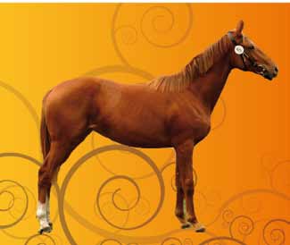 BULLETIN CENTRAL EUROPEAN THOROUGHBRED SALE datum vydání 5. 10. 2011 REKORDNÍ DRAŽBA JE TADY 72 lotů a prodejci ze 4 zemí na nejstarším a nejslavnějším českém závodišti.