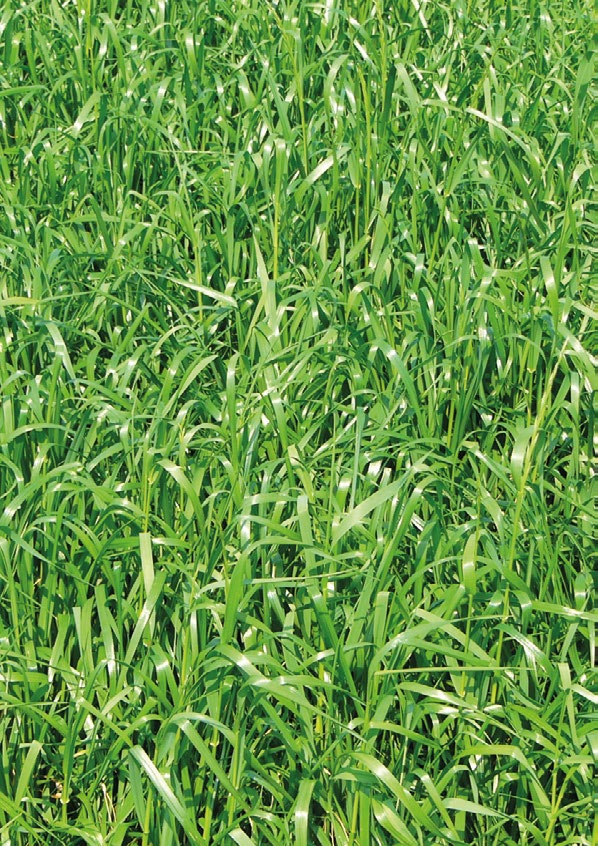 MEZIPLODINY-GREENING JEDNOTLIVÉ PLODINY 1 Směs meziplodin 2 Vázající dusík 1 Jílek jednoletý LOLAN pozdní až velmi pozdní tetraploidní odrůda, s hustým svazčitým kořenovým systémem rychlý počáteční