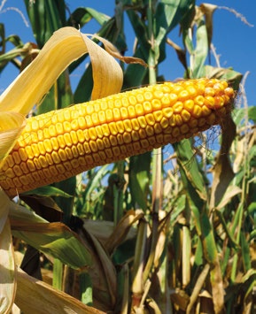 KUKUŘICE Hybridy LIMAGRAIN LG 0.