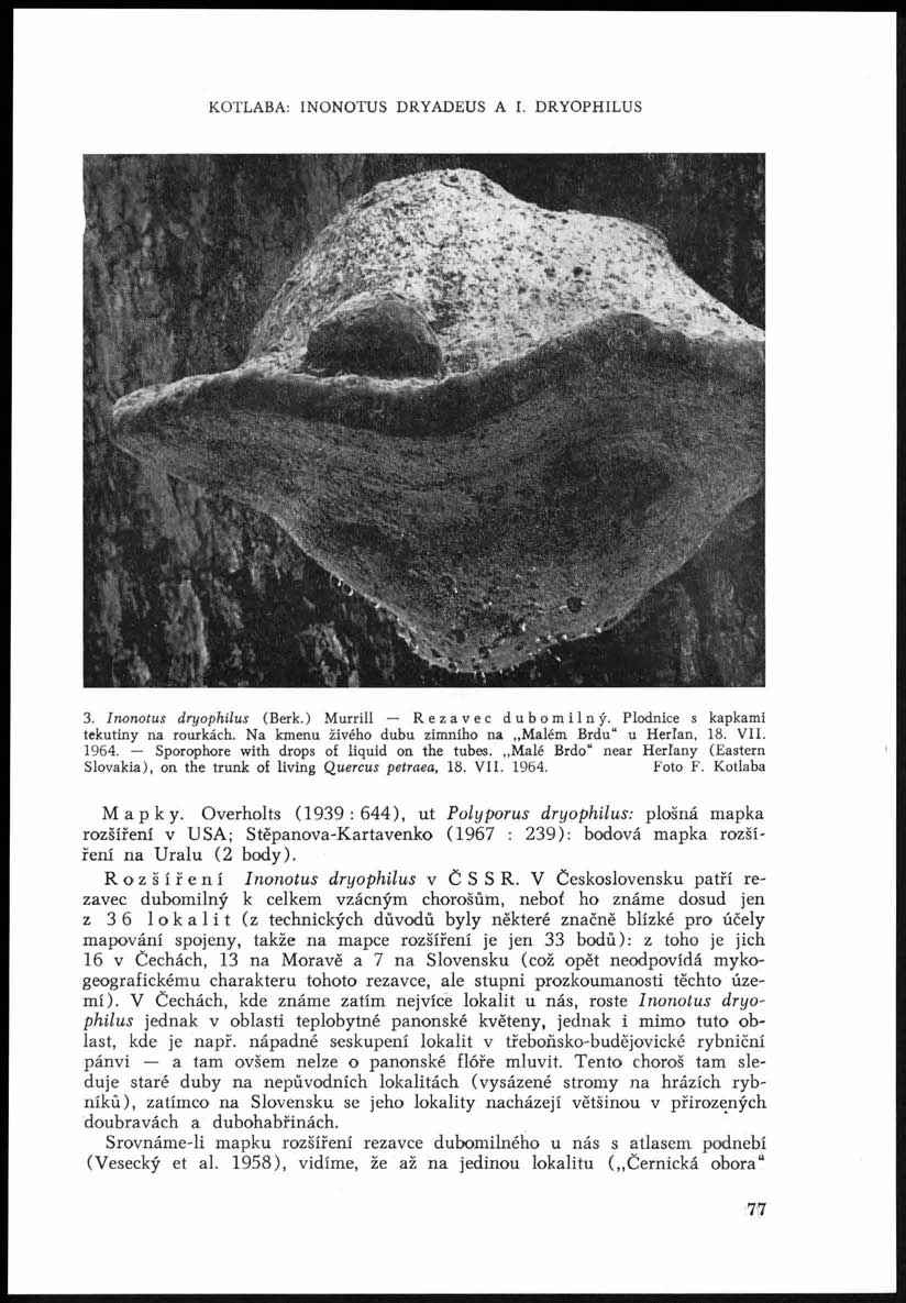 KOTLABA: INONOTUS DRYADEUS A I. DRYOPHILUS * :.:' y W ĚM ĚX.1--. p r * * ' ^ K» ^ S T x " Í >.*-* >\v?v *>. b ' >7 M W y j V'! ~- ->./ \ ' * $ĚĚáSĚĚS&S&>*& * ' i^ tíě n ^ ^ iňisi r'j or-i.. -.j?>r.