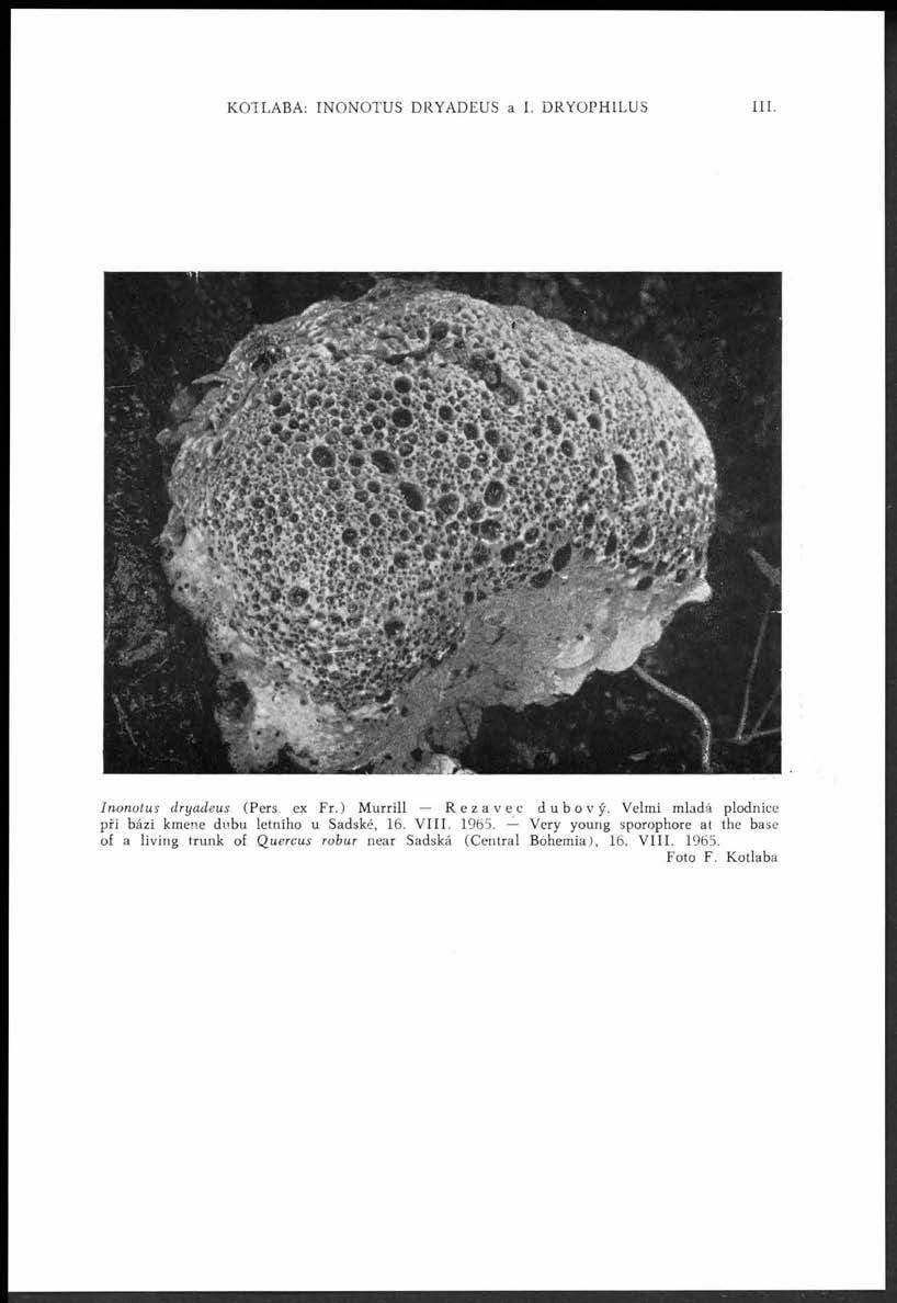 KOTLABA: INONOTUS DRYADEUS a I. DRYOPHILUS III. Inonotu s dryadeus (Pers. ex F r.) Murrill Rezavec dubový.