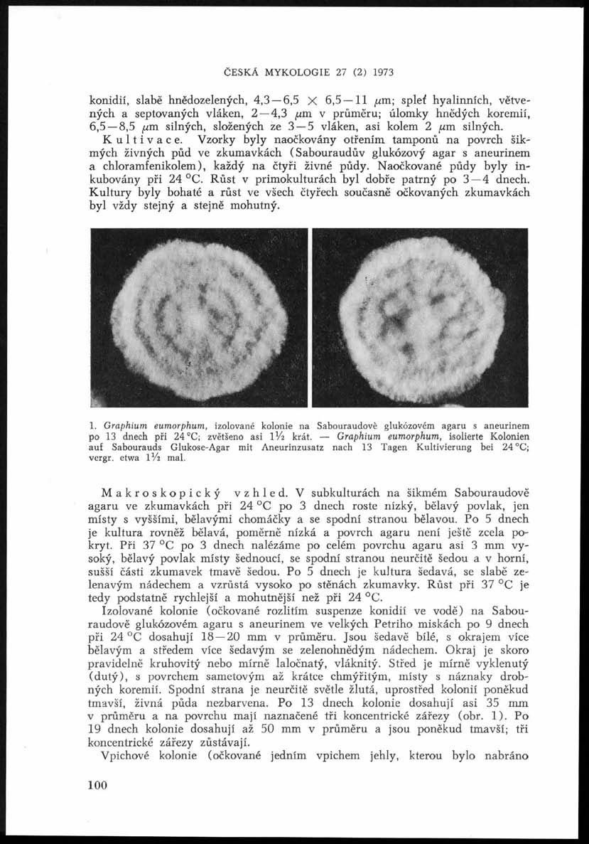 ČESKÁ MYKOLOGIE 27 (2) 1973 konidií, slabě hnědozelených, 4,3 6,5 X 6,5 11 p m; spleť hyalinních, větvených a septovaných vláken, 2 4,3 um v průměru; úlomky hnědých koremií, 6,5 8,5 xm silných,