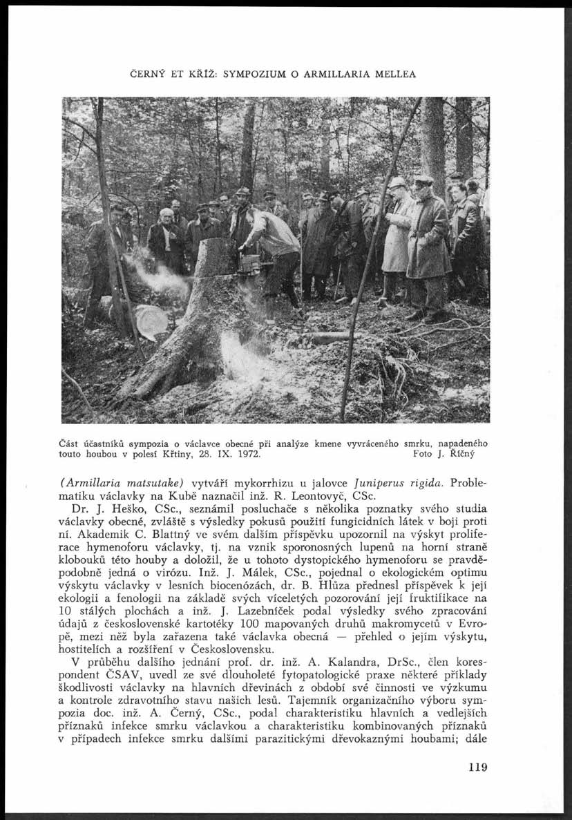 ČERNÝ ET KŘIŽ: SYMPOZIUM O ARMILLARIA MELLEA Část účastníků sympozia o václavce obecné při analýze kmene vyvráceného smrku, napadeného touto houbou v polesí Křtiny, 28. IX. 1972. Foto J.