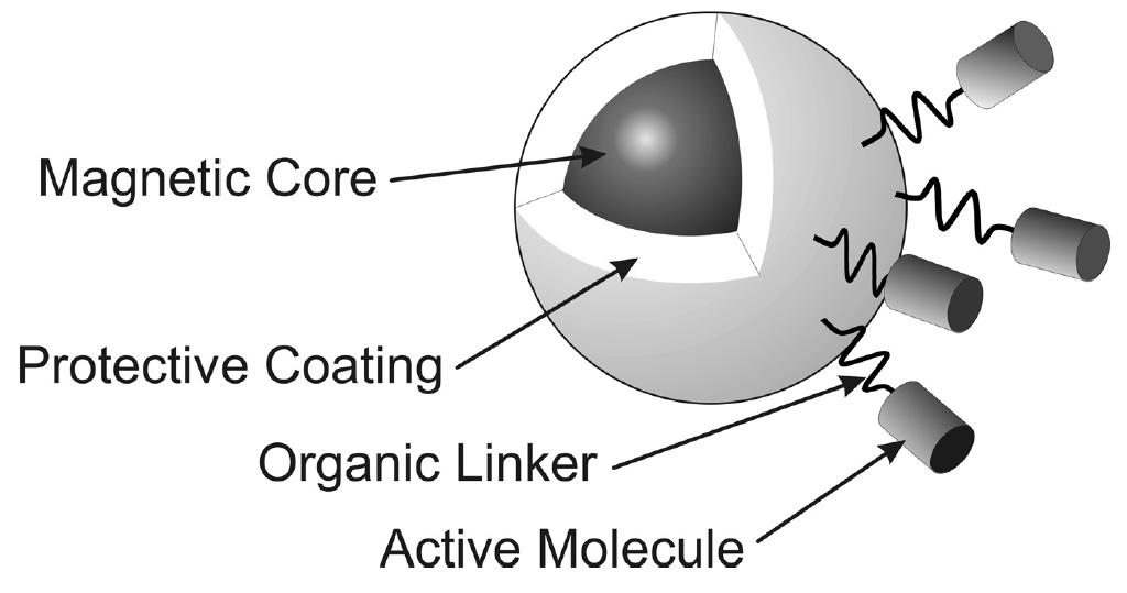 2.4. Magnetické nosiče 2.4.1. Úvod Poprvé byly magnetické částice, v souvislosti s biotechnologií, použity v roce 1973 P.J.