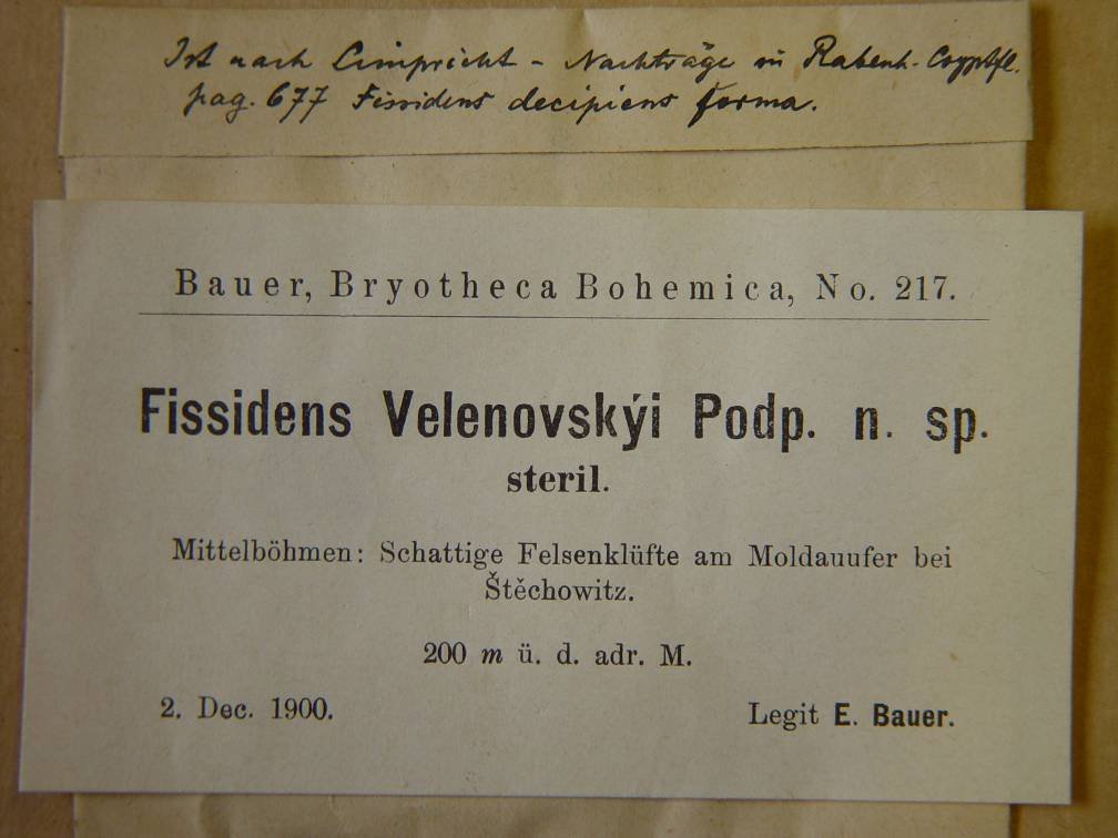 F. dubius var. mucronatus bývá zaměňován za F.
