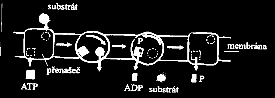 proti koncentračnímu spádu potřeba energie energie (ve formě ATP) Nejrozšířenější typ : NA-K pumpa ( přítomna na