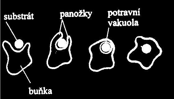 příjem větších částice panožky (plazmatické