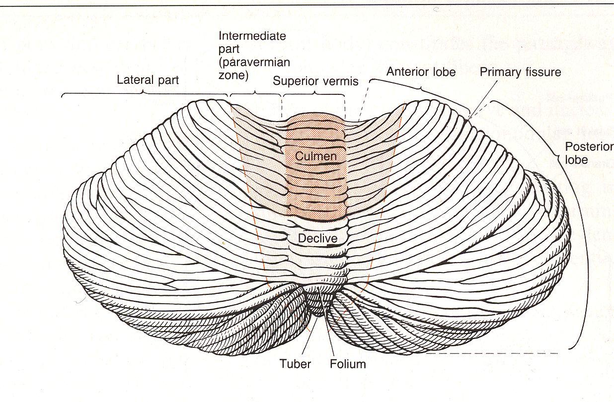 Struktura a funkce cerebella Archicerebellum (pars flokulonodularis) vestibulární aferentace - rovnováha Paleocerebellum (vermis,