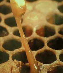 STRANA 4 Z PRAXE PROFIFAREM E-ZPRAVODAJ Pokud všechna ošetření provádíme správně, není třeba se varroázy bát. MOR VČELÍHO PLODU Další nebezpečnou nákazou je mor včelího plodu.