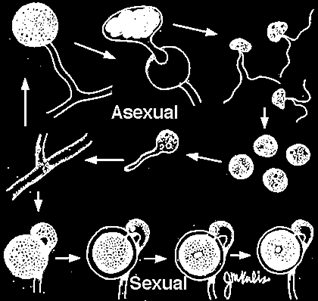 vnější parazité Oomycetes